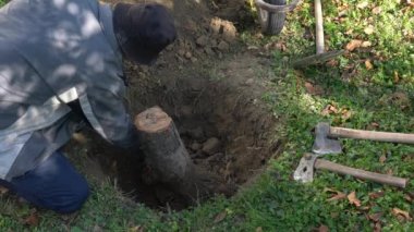 Bahçedeki bir meyve ağacının kökünü elle kazıp çıkarmak