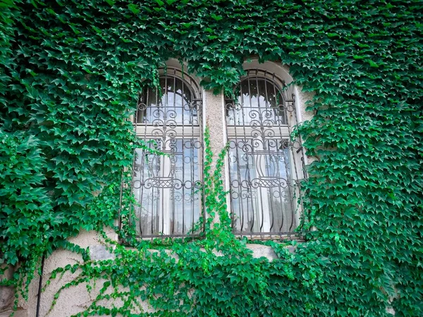 Old window covered in green ivy leaves