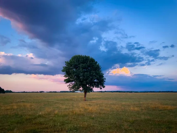 在田野中央搭在日落时棵孤独的树 — 图库照片