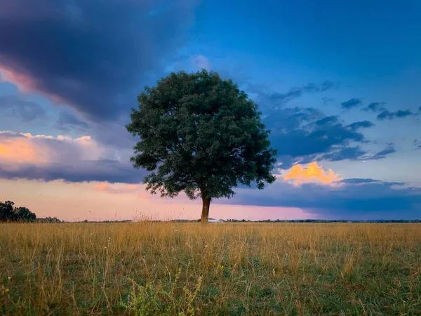 在田野中央搭在日落时棵孤独的树 — 图库照片
