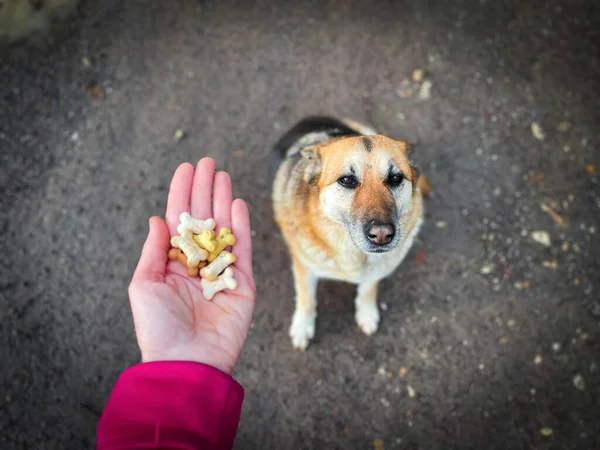 Hand holding dog treats and a dog waiting to be fed