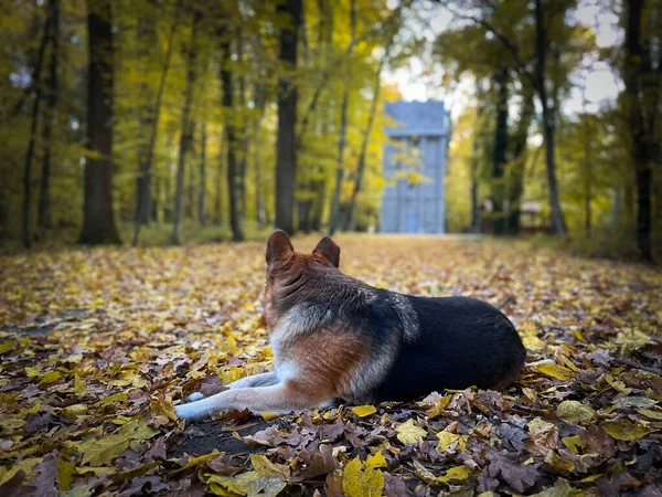 German Shepherd Dog Forest Autumn — Stockfoto