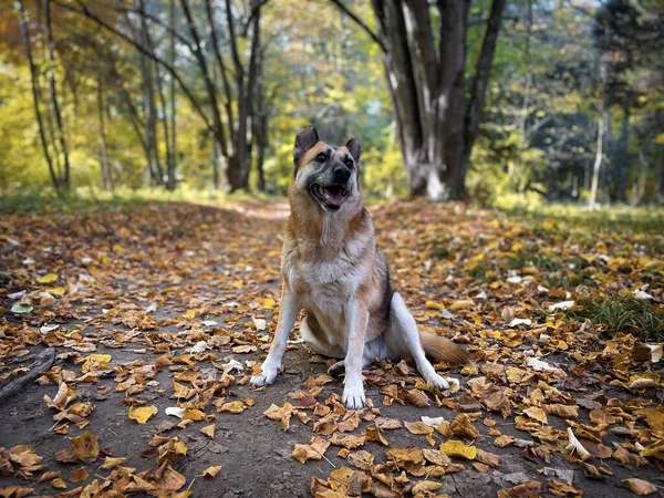 German Shepherd Dog Forest Autumn — Stok fotoğraf