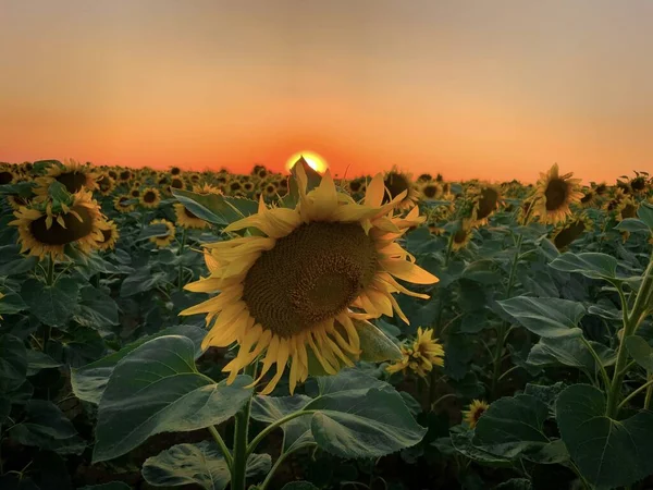 Sonnenblumenfeld Bei Sonnenuntergang — Stockfoto