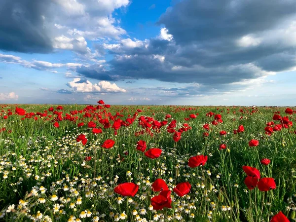 Field Poppies Cloudy Summer Day — 图库照片