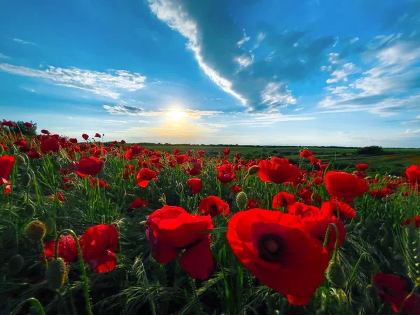 Field Poppies Cloudy Summer Day — 图库照片