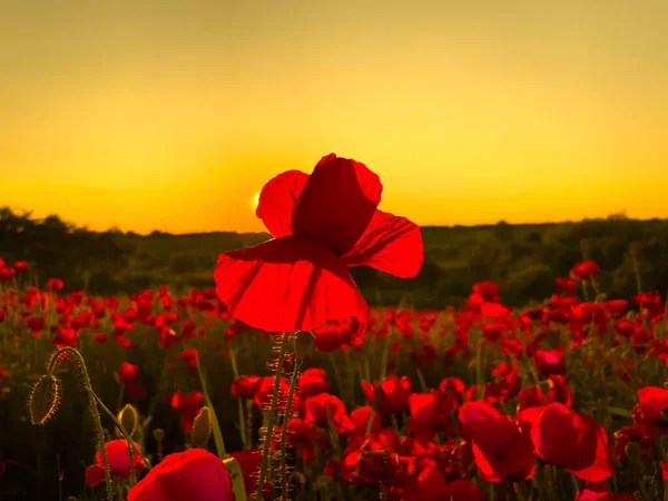 Poppy flower at sunset