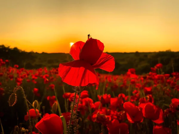 Poppy Flower Sunset — 图库照片
