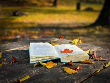 Kitap renkli sonbahar yapraklarıyla çevrili. 