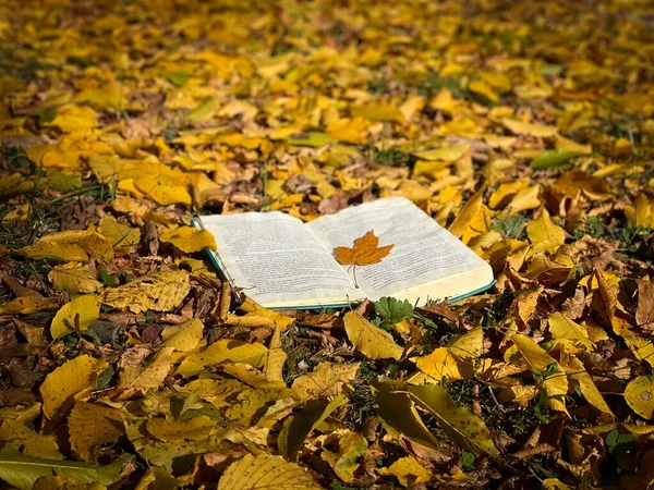 Book Surrounded Colorful Autumn Leaves — Stock Photo, Image