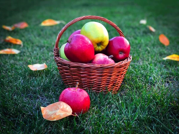 Wooden Basket Filled Red Golden Apples Placed Grass — Zdjęcie stockowe