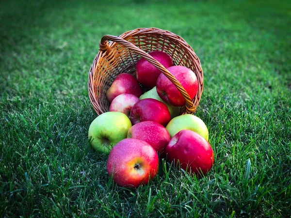 Wooden Basket Filled Red Golden Apples Placed Grass — Photo