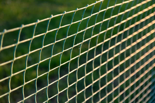 yumuşak plastik örgü günbatımında yeşil çimenleri korur. Yumuşak odak