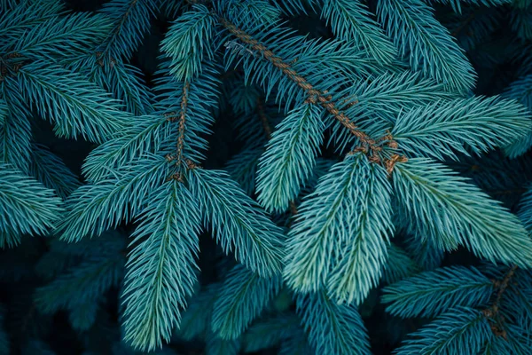 Prachtige Sparren Takken Met Jonge Naalden Kerstboom Natuur Blauwe Sparren — Stockfoto