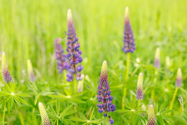 Ett Fält Lupiner Solljus Lyser Växter Violetta Vår Och Sommarblommor — Stockfoto