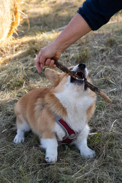 Walesisk Corgi Pembroke Hund Tar Pinne Från Persons Hand Kommunikation — Stockfoto