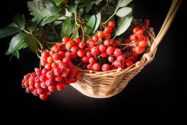 Sonbahar hala hayattır. Kırmızı dağ yaban mersini dolu bir sepet. Seçici odak.