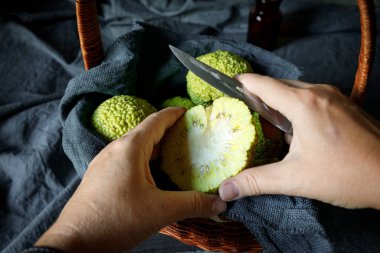 Osage Orange Maclura pomifera 'nın meyvelerini kesen bir kadın. Alternatif tıpta maclure kullanımı