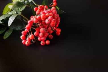 Siyah arka planda Rowan çilekleri. Seçici odaklanma. Boşluğu kopyala