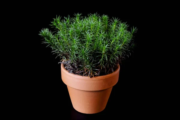A peat moss Polytrichum Commune grows in a small ceramic flower pot on a black background