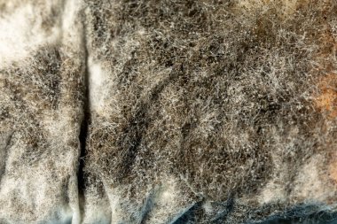 Ekmeğin üzerindeki Aspergillus dezenfektan küfü. Organik, tıbbi araştırma. makro