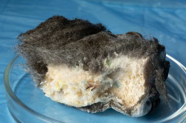Mavi arka planda bir Petri kabında küflenmiş Aspergillus dezenfekte edilmiş bir parça ekmek. Organik, tıbbi araştırma. Ekmeğin üzerindeki küf dokusu. makro