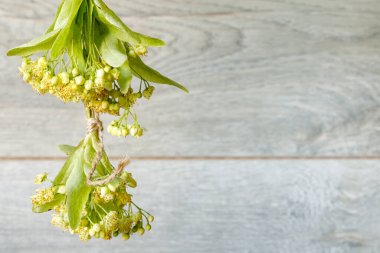 Alternatif tıp teması üzerine bir tasarım için ahşap arka planda koparılmış iki demet taze Linden çiçeği. Boşluğu kopyala
