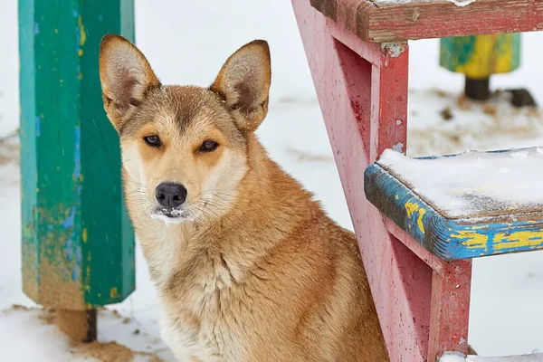 Retrato Cerca Perro Mestizo Perfil Sobre Fondo Blanco Nieve Triste —  Fotos de Stock