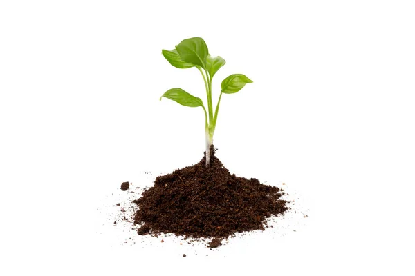 Young Plant Pile Soil Ground Isolated White Background Growth New — Stock Photo, Image