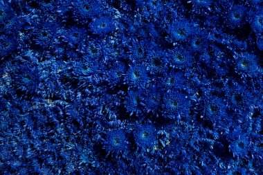 Koyu mavi kabarık kasımpatıların çiçek arkaplanı. Çiçek bileşimi.