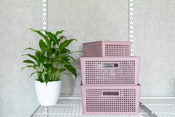 Spathiphyllum Three Pink Plastic Containers Lids Metal Shelf Fragment Metal — Stock Photo, Image