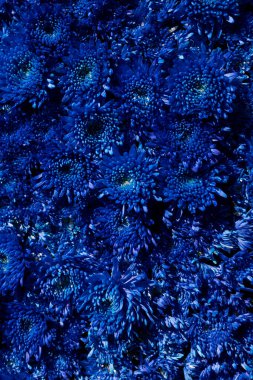 Mavi kasımpatı çiçeği arka planı. Dikey