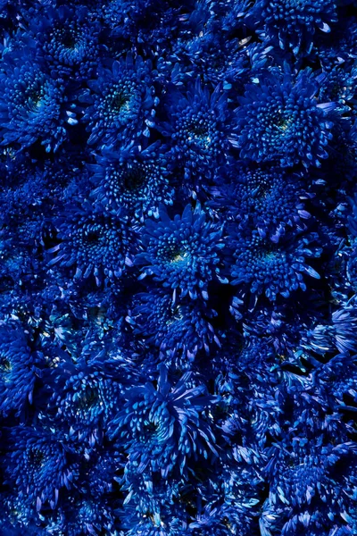 Blue Chrysanthemum Flowers Background Vertical — Stock Photo, Image