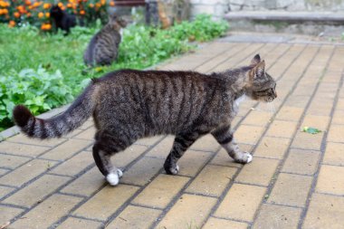 Gri çizgili bir sokak kedisi kaldırımda yürüyor. Kentsel çevre konseptinde hayvan hayatı. Seçici odak