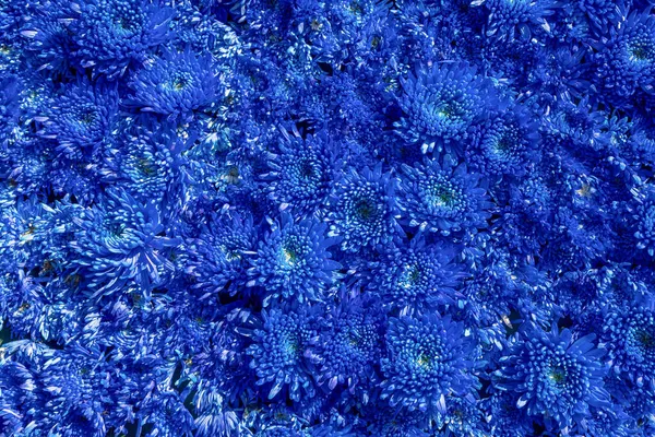 Floral Background Dark Blue Fluffy Chrysanthemums Flower Composition — Stock Photo, Image