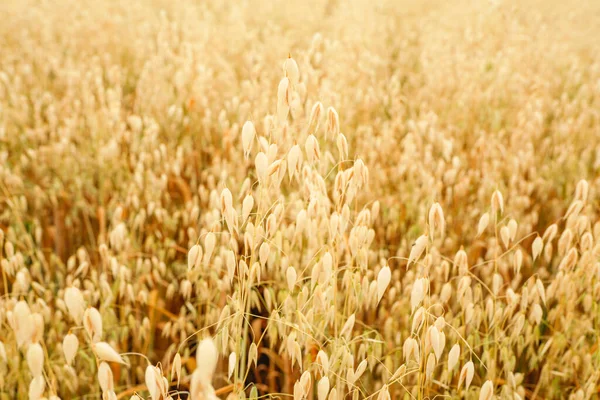 Field Ripe Oats Design Theme Farming Agriculture Selective Focus — Stock Photo, Image