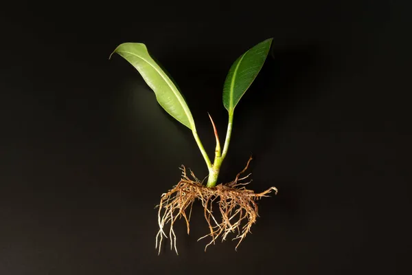 Fresh Ficus Sprout Roots Planting Black Background — Stock Photo, Image