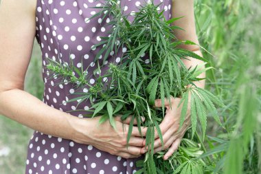 Bir kadının ellerinde yemyeşil yapraklarla olgunlaşan kenevir dalları büyüyen bir marihuana çalısına nazikçe dokunur, tıbbi amaçlar için esrar yetiştirir.