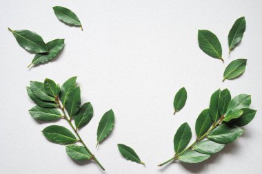 Beyaz arkaplanda yeşil defne çerçevesi ve metin için kopyalama alanı. Çevre aşçılığı kavramı için yeşil defne dalları. Uzayı kopyala Üst Manzara. Düz Düzen