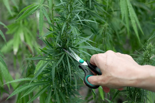 Mano Las Mujeres Cortó Arbusto Marihuana Con Tijeras Plantación Cannabis — Foto de Stock