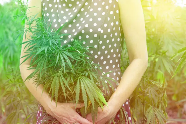 Uma Mulher Tem Arbusto Marijuana Nas Mãos Conceito Dependência Percepção — Fotografia de Stock
