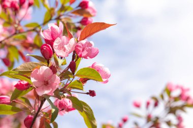 Mavi gökyüzüne karşı açmakta olan vahşi bir elma ağacının dalı. Kapatın. Seçici odaklanma. Bir takvim, kitap veya kartpostal tasarımı için resim.