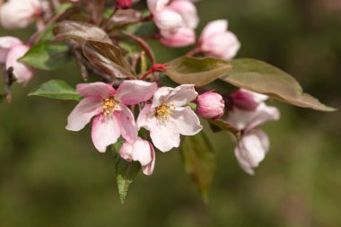 Yaban elması ağaçları çiçek açıyor. Çiçek açan pembe elma ya da sakura dalları. Seçici odak