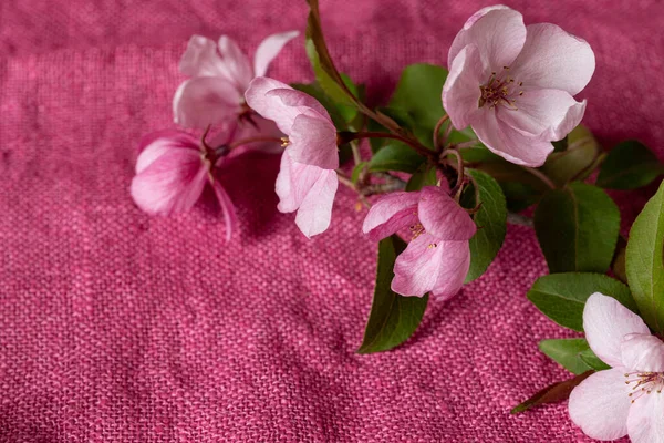 Branch Blooming Apple Tree Bright Pink Cloth Copy Space — Stock Photo, Image