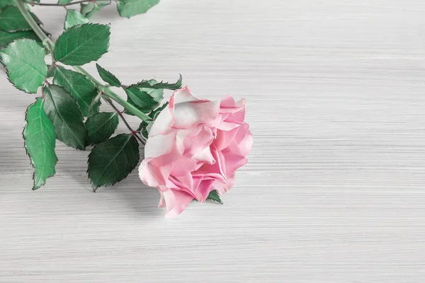 Beautiful Fresh Blooming Rose Light Wooden Background Top View Copy — Stock Photo, Image