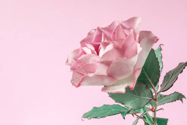 A beautiful fresh blooming rose on a pink background. Top view. Copy space