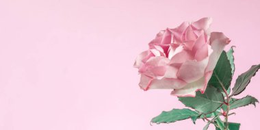 Anneler Günü, Sevgililer Günü, fotokopi uzayı için pembe arka planda güzel, taze bir gül. Pankart