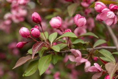 Yaban elması ağaçları çiçek açıyor. Çiçek açan pembe elma ya da sakura dalları. Seçici odak