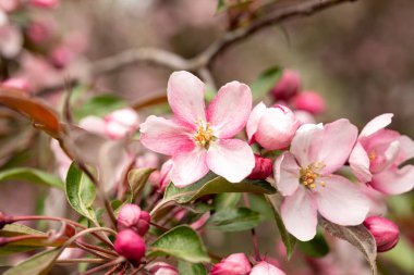 Çiçek açan bir elma ağacı dalı ya da cennet elma ağacı. İlkbahar temalı bir takvim, kitap ya da kartpostal tasarımı için bir resim. Seçici odak
