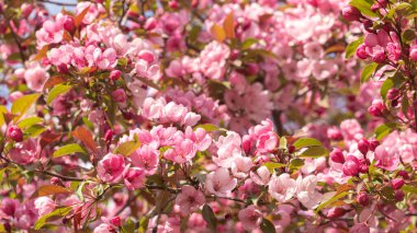 Vahşi elma ağacının açtığı bir dal. Bir takvim, kitap ya da kartpostal tasarımı için resim. Seçici odak.